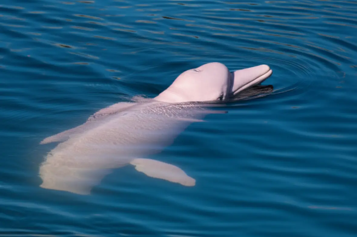 Boto Cor-de-Rosa (golfinho do rio) no Rio Tapajós, Amazônia.