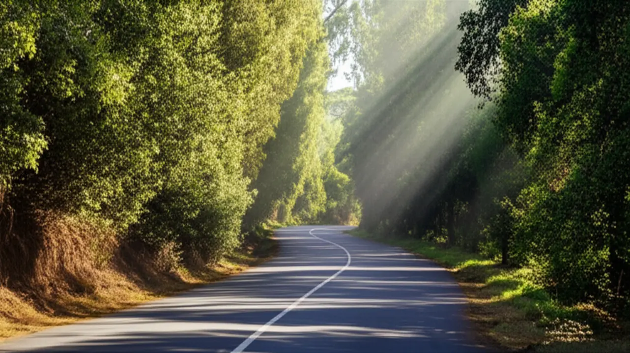 Estrada do Vinho arborizada com raios de sol entre as árvores em São Roque.
