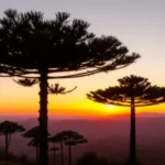 Paisagem de Lages com araucárias ao pôr do sol na Serra Catarinense.