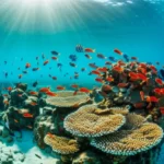 Mergulho nos Parrachos de Maracajaú com águas cristalinas.