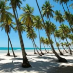 Praia do Forte, Bahia, com coqueiros e mar azul-turquesa.