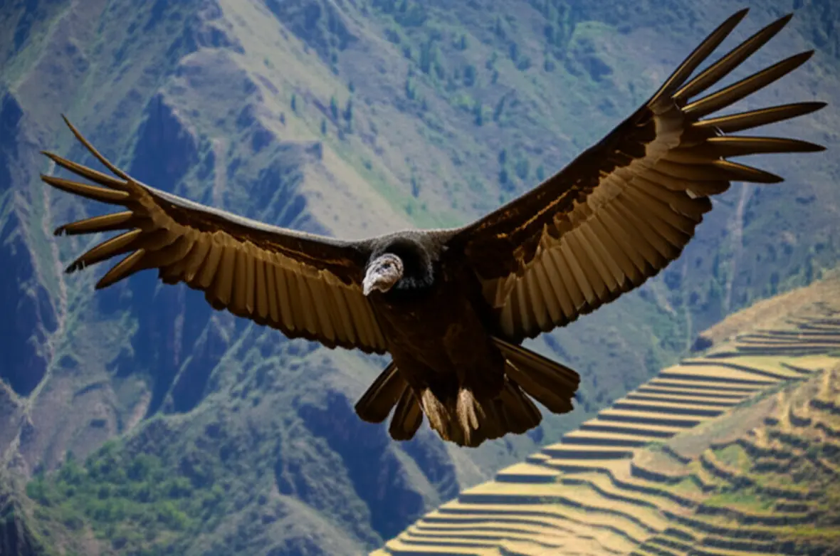 Condor andino voando sobre o Canhão do Colca perto de Arequipa.