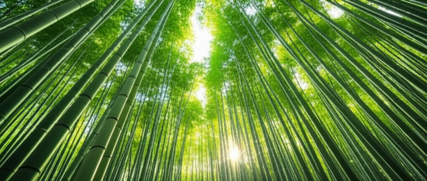 A imponente Floresta de Bambu de Arashiyama sob a luz da manhã.