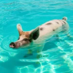 Porco selvagem nadando alegremente nas águas cristalinas de Pig Beach, Exuma.