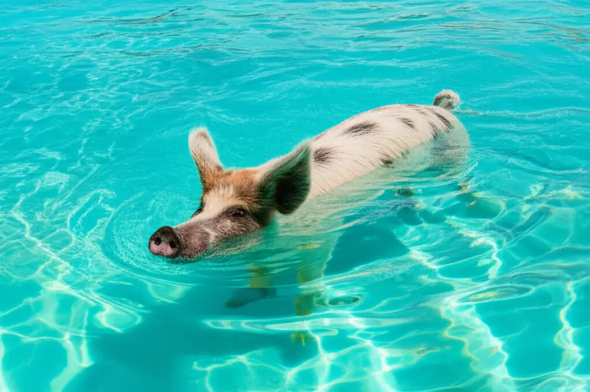 Porco selvagem nadando alegremente nas águas cristalinas de Pig Beach, Exuma.