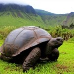 Tartaruga gigante das Galápagos em campo verde com vulcão ao fundo.
