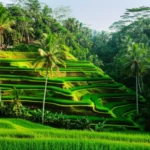 Terraços de arroz de Tegalalang em Bali sob a luz do sol da manhã.