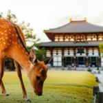 Cervo sika curvando a cabeça em frente ao Templo Todaiji em Nara, Japão.