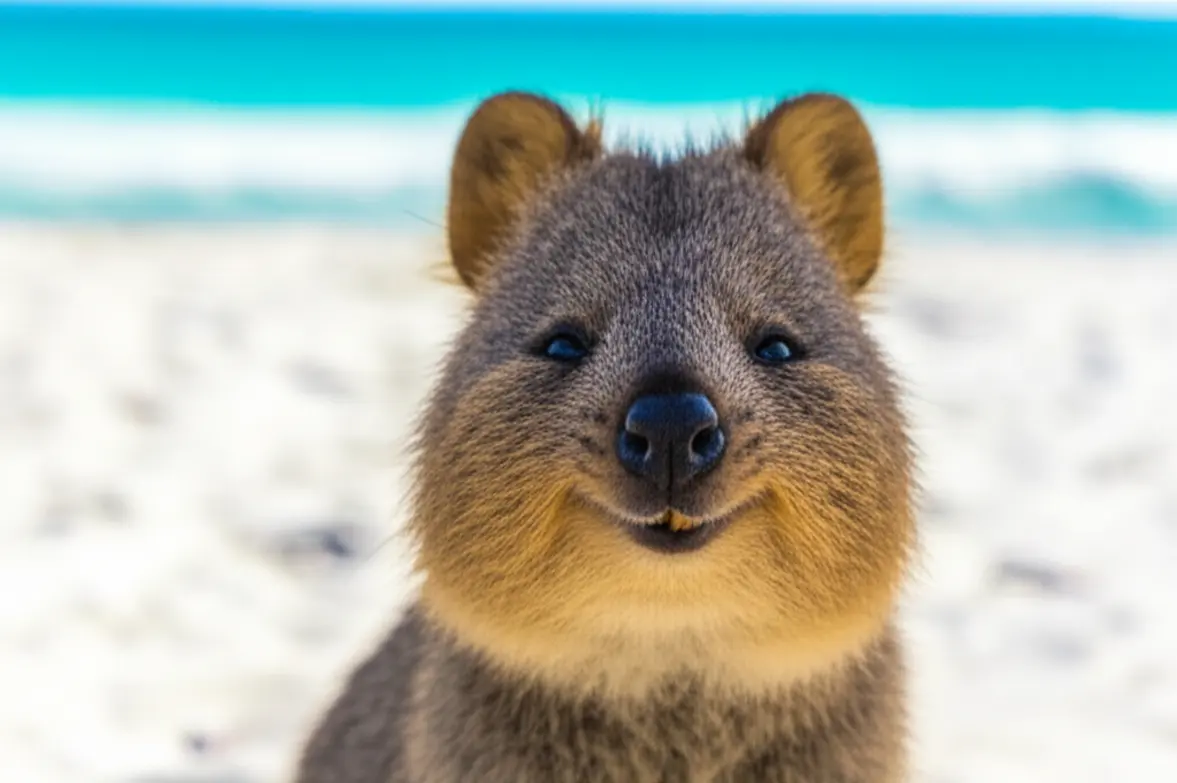 O simpático quokka sorrindo para a câmera na Ilha Rottnest em Perth.