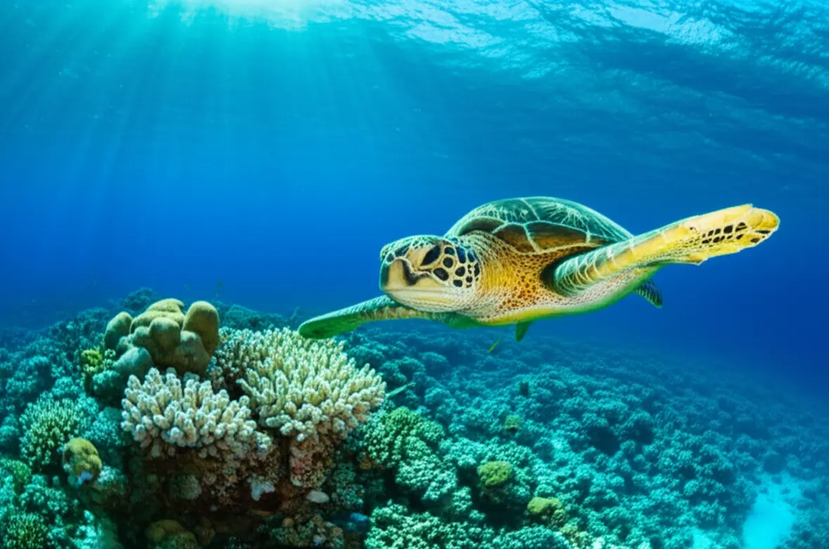 Tartaruga marinha nadando sobre corais nas águas cristalinas de Hanauma Bay em Honolulu.