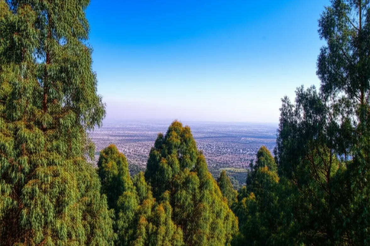 Vista panorâmica de Adis Abeba a partir do topo do Monte Entoto, cercada por eucaliptos.