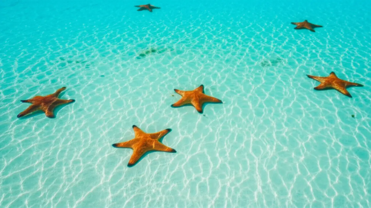 Estrelas-do-mar gigantes no fundo arenoso de águas rasas e transparentes em Playa Estrella.