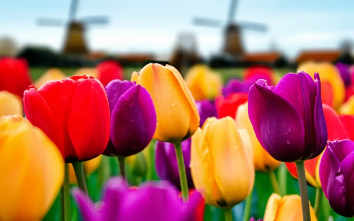 Campos de tulipas coloridas florescendo na primavera holandesa.